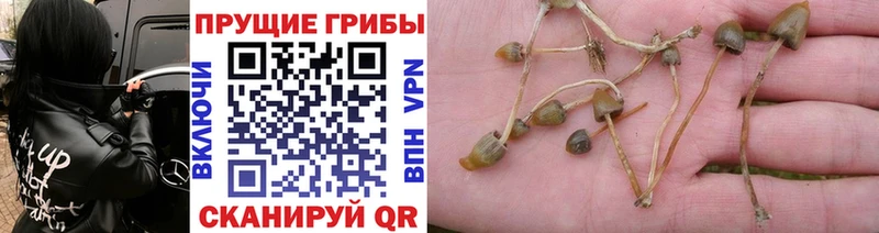 Галлюциногенные грибы Psilocybine cubensis  Купить где  Усть-Илимск 